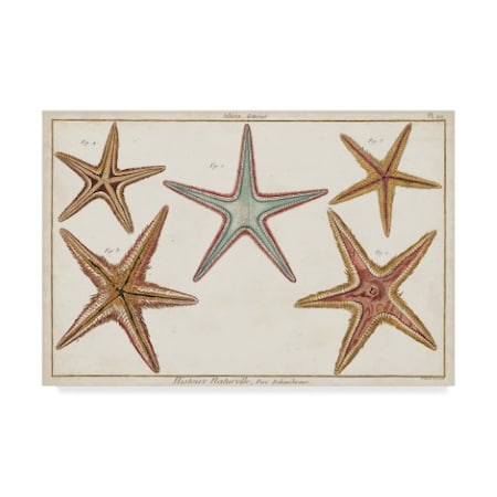 Denis Diderot 'Starfish Naturelle I' Canvas Art,30x47